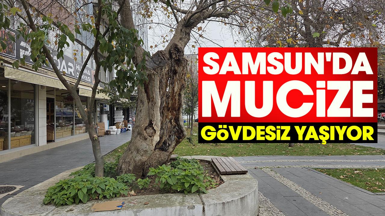 Samsun'da mucize: Çınar ağacı gövdesiz yaşıyor