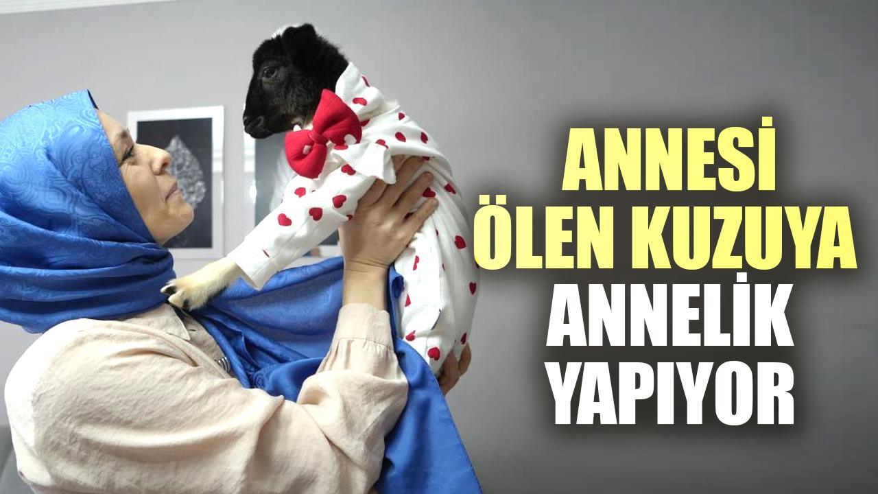 Samsun'da Nagihan Ürer, annesi ölen kuzuya annelik yapıyor
