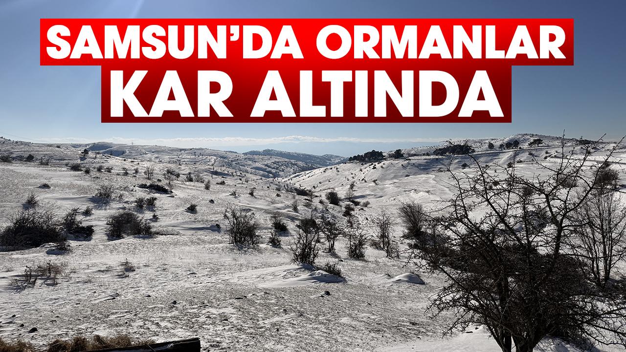 Samsun'da ormanlar kar altında