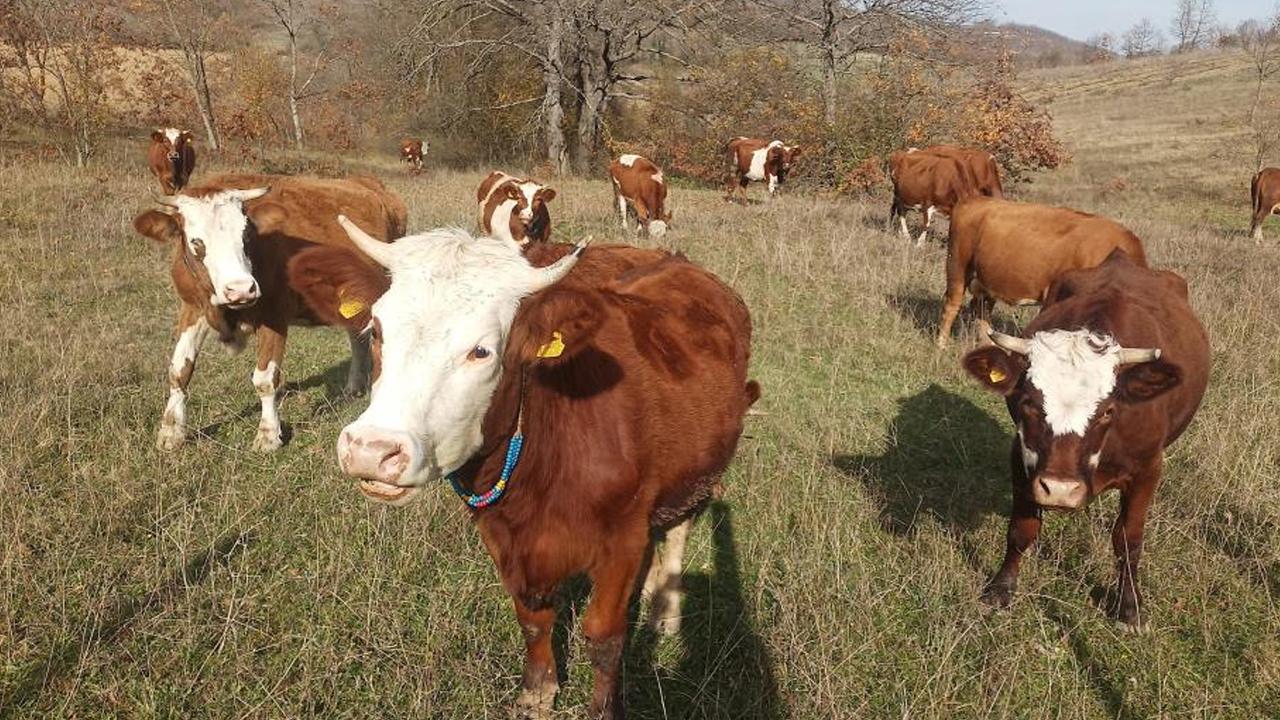 Samsun'da şap aşılama programı başladı
