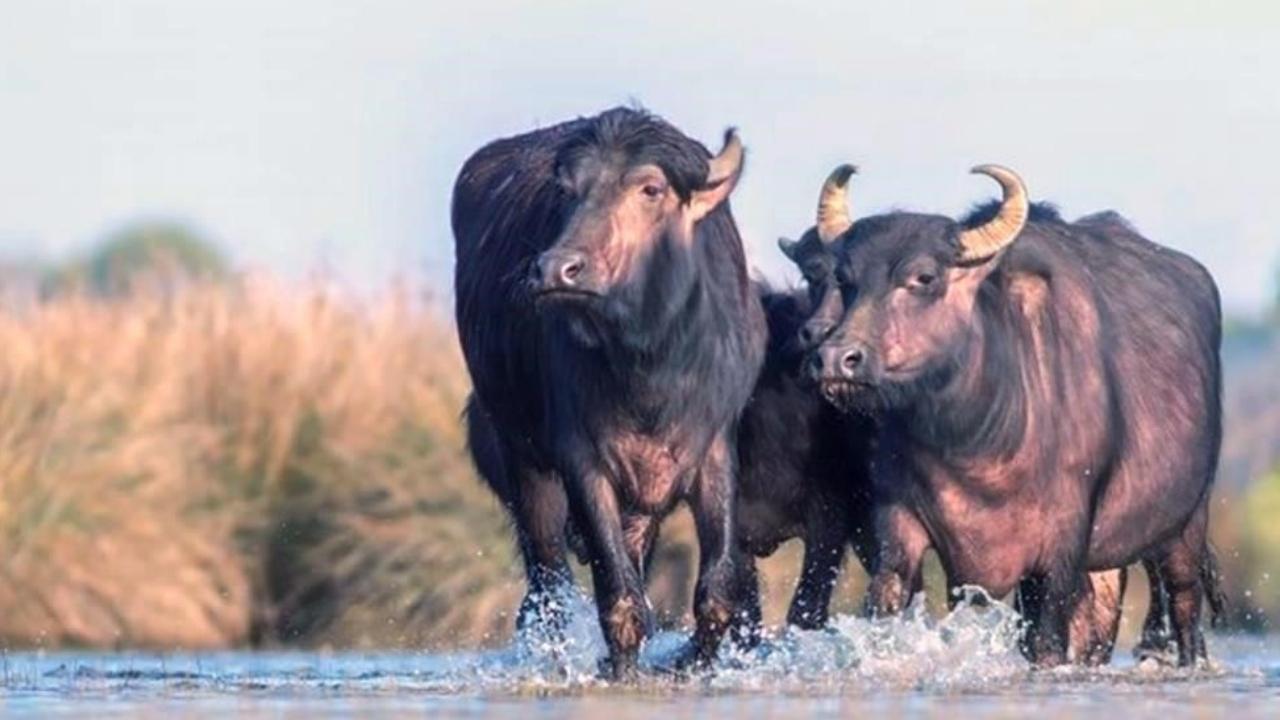 Türkiye'de manda popülasyonu tehdit altında mı?
