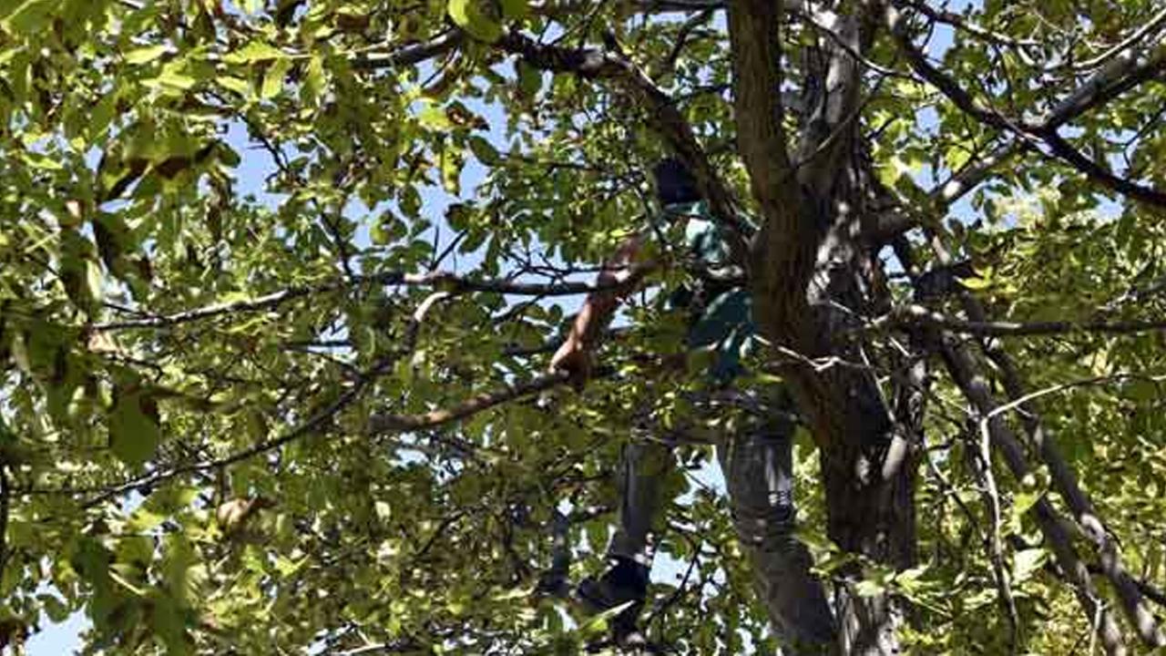 Zeytin ağacı sonu oldu!