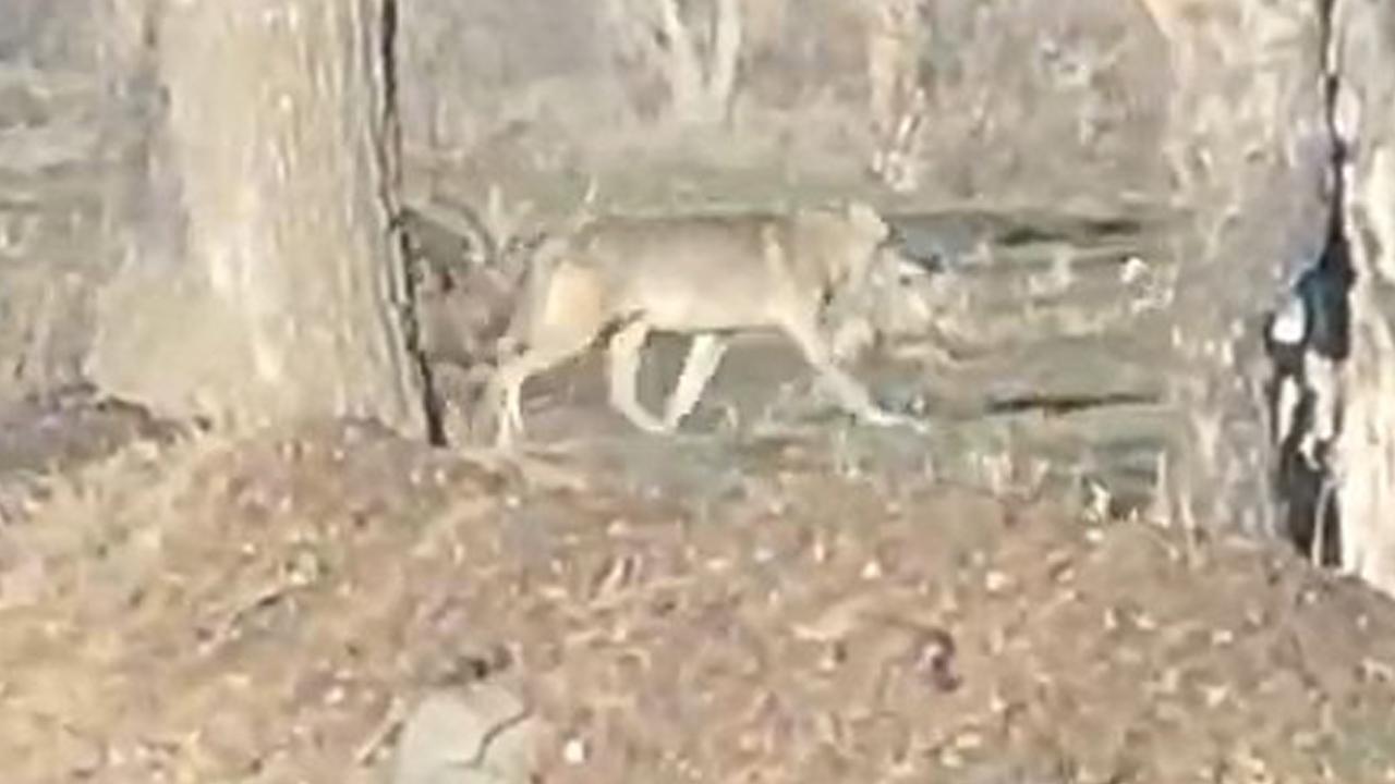 Aç kalan kurtlar şehre indi