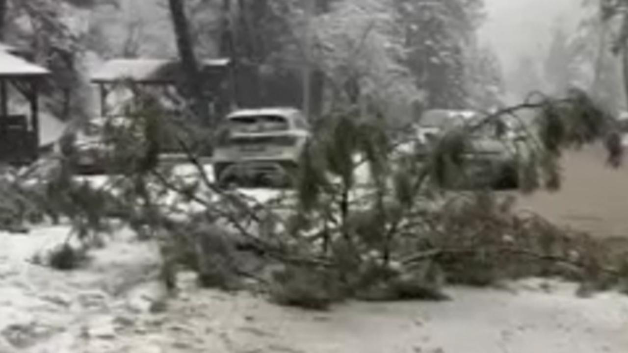 Ankara’da kar çam ağacını devirdi