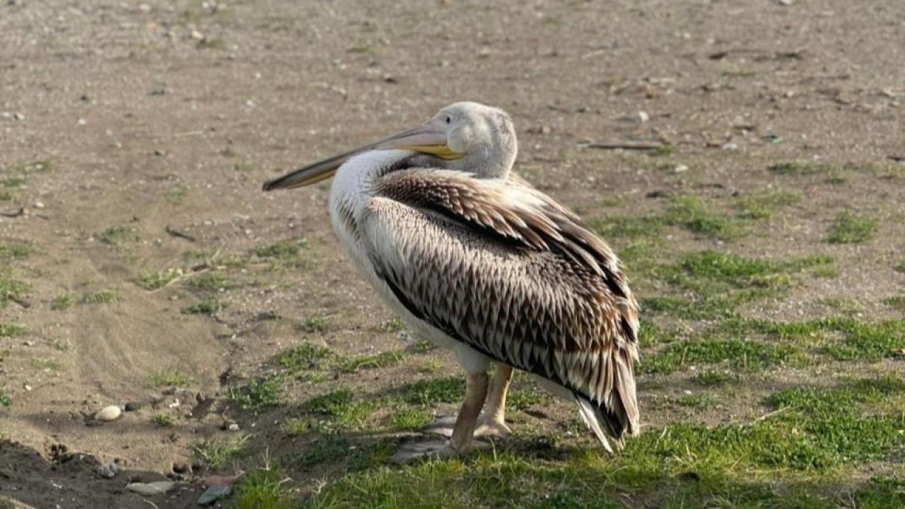 Atakum sahilinde görülen pelikan vatandaşların dikkatini çekti