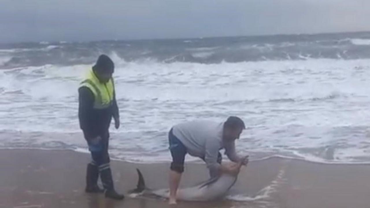 Ayvalık'ta karaya yunus vurdu!