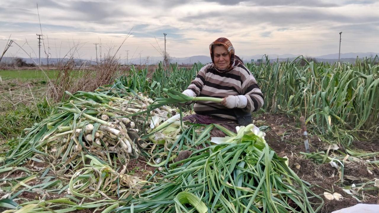 Bafra Ovası'nda pırasa hasadı: Bu yıl rekolte yüksek