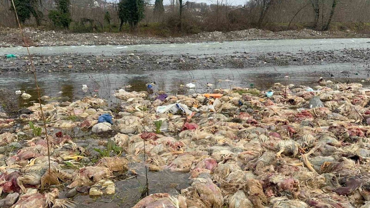 Çay yatağında onlarca tavuk ölüsü bulundu