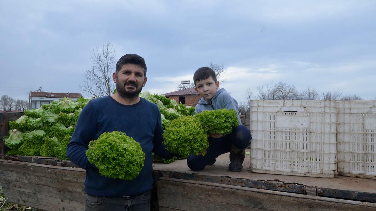 Düşük marul fiyatları üreticiyi zorluyor