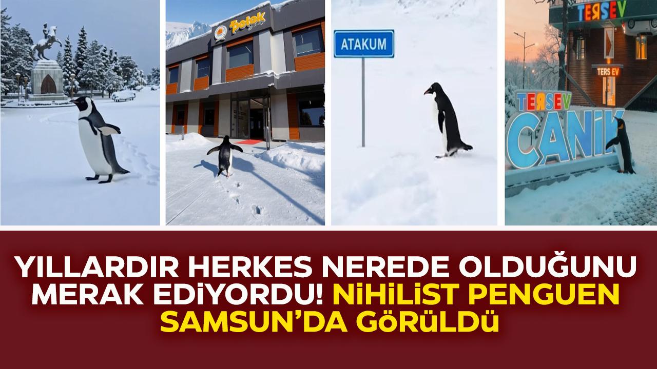 Herkes nereye gittiğini merak ediyordu! Sürüden ayrılan nihilist Penguen Samsun'da görüldü