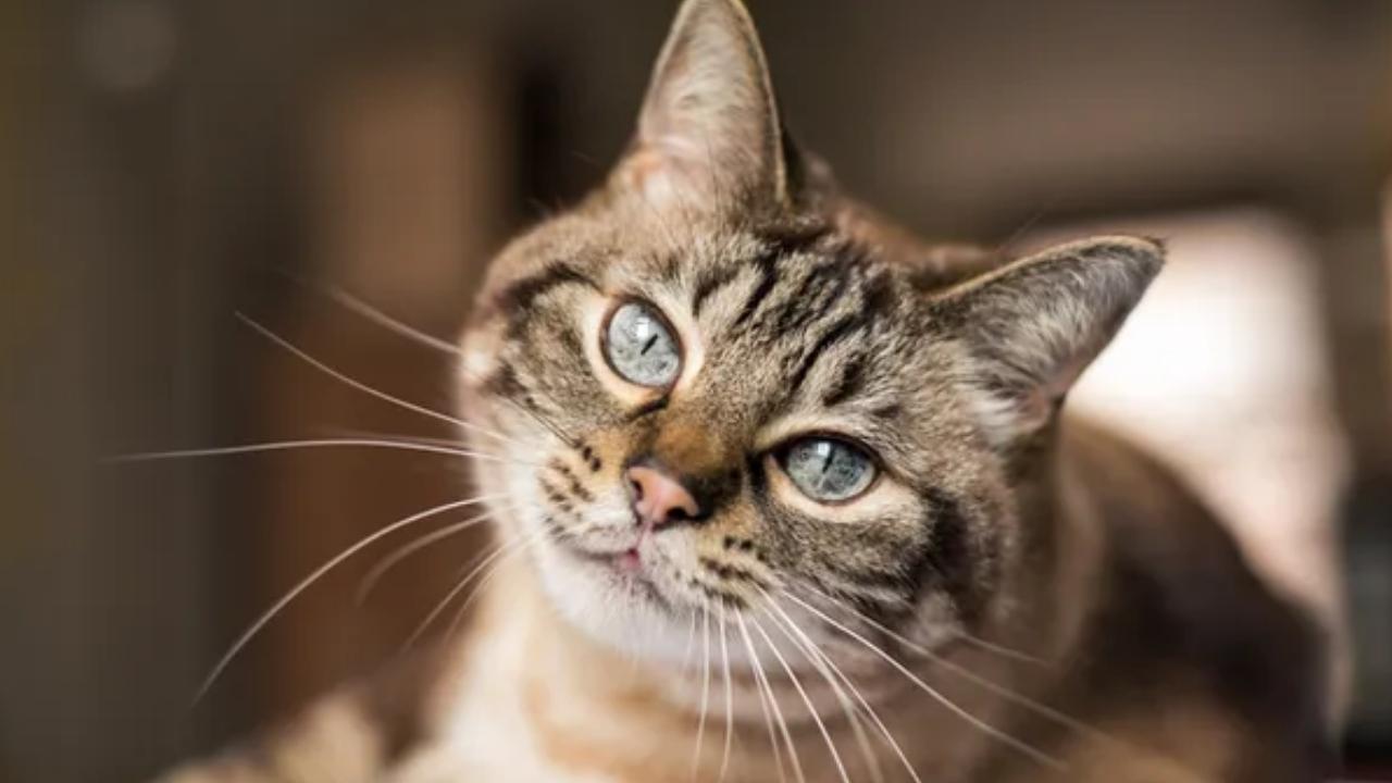 Kedi yüzünden tazminat kazandı