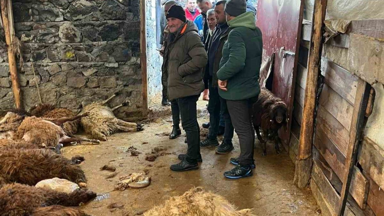Kurt dehşeti: Aç kurtlar 130 koyunu telef etti