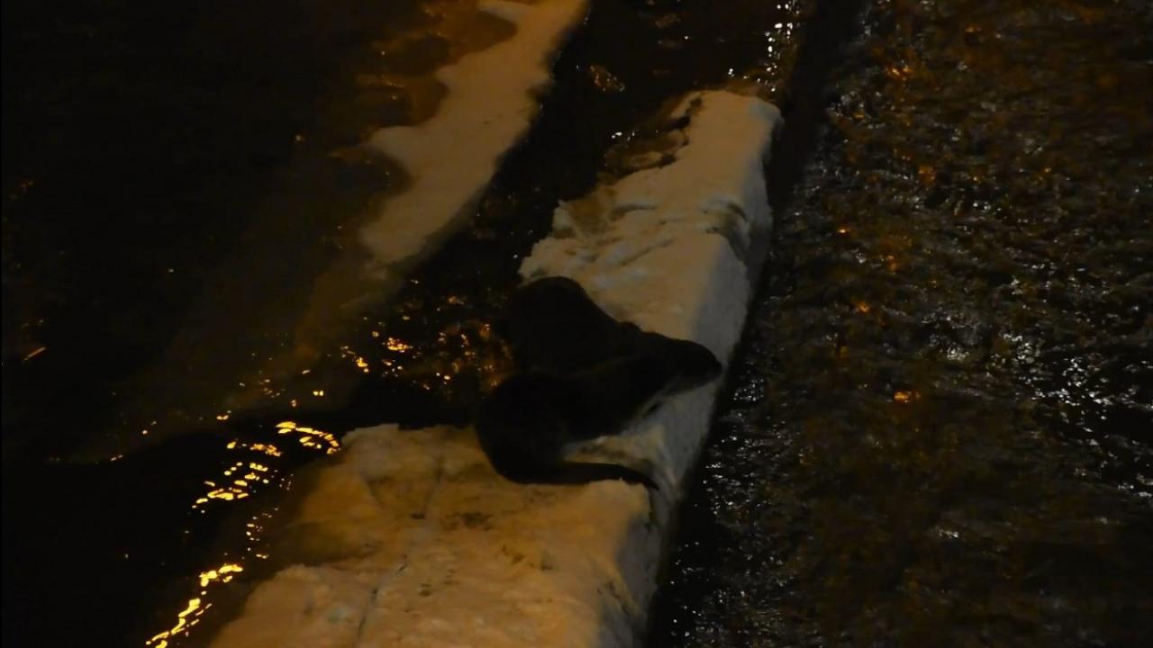 Nesli tehlike altındaki su samurlarının kar eğlencesi