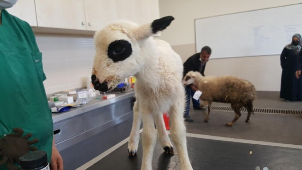 OMÜ Hayvan Hastanesi 2025'te binlerce hayvanı tedavi etti