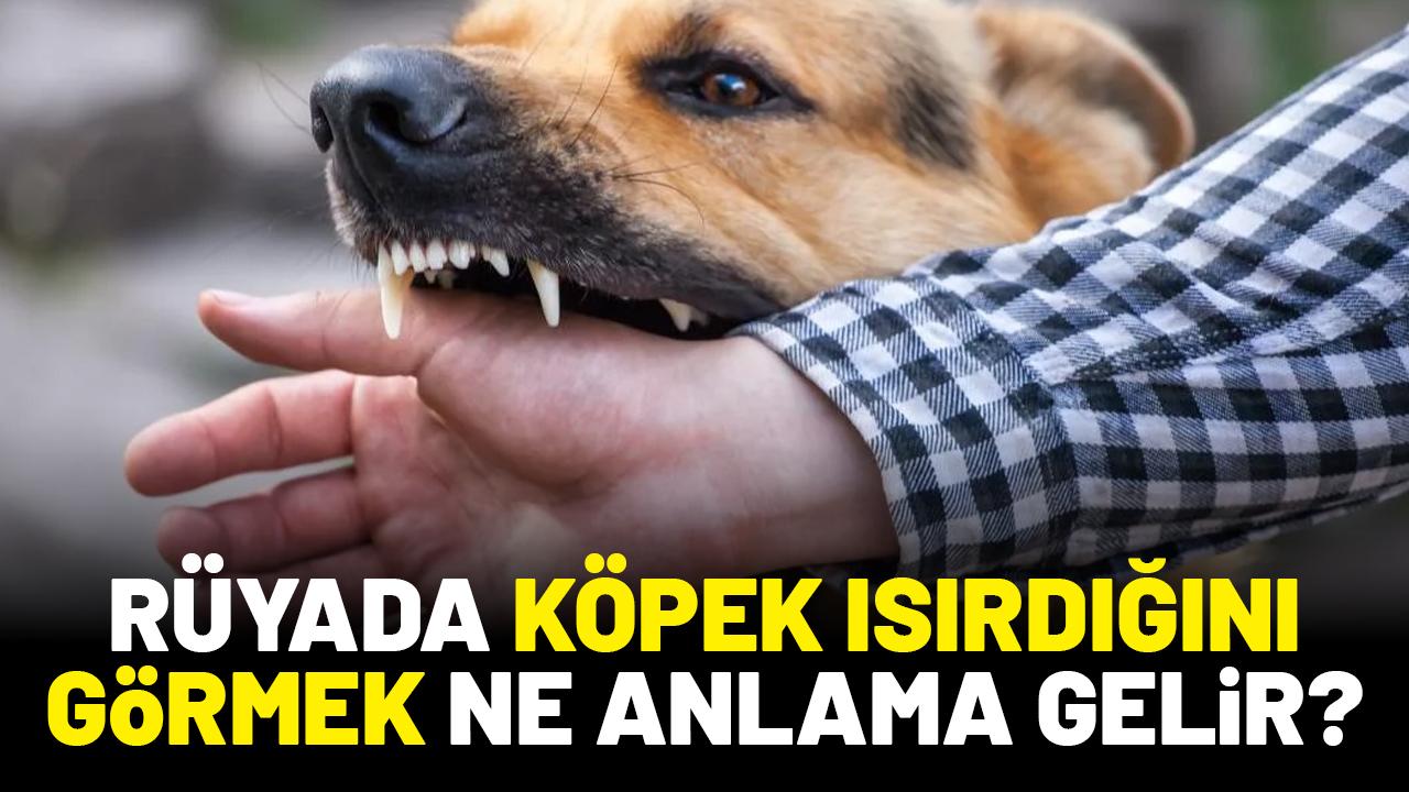 Rüyada köpek ısırdığını görmek ne anlama gelir?