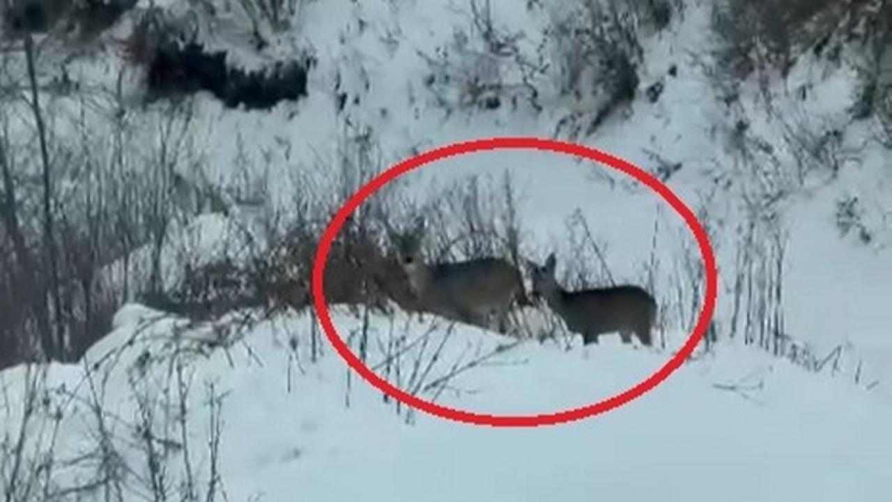 Samsun Akdağ'da karacalar heyecanlandırdı