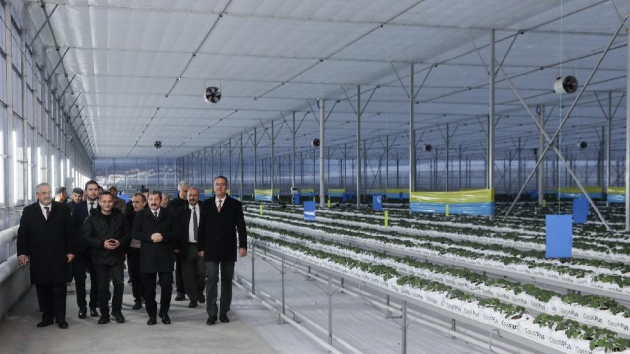 Samsun Bafra Sera OTB’de topraksız çilek üretimi