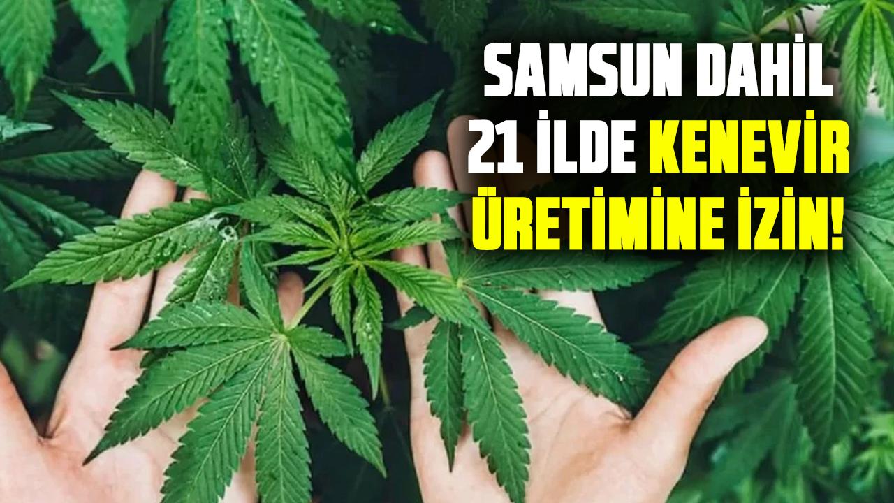 Samsun dahil 21 ilde kenevir üretimine izin!