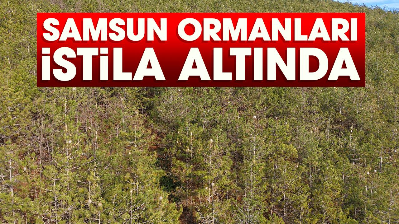 Samsun ormanları istila altında