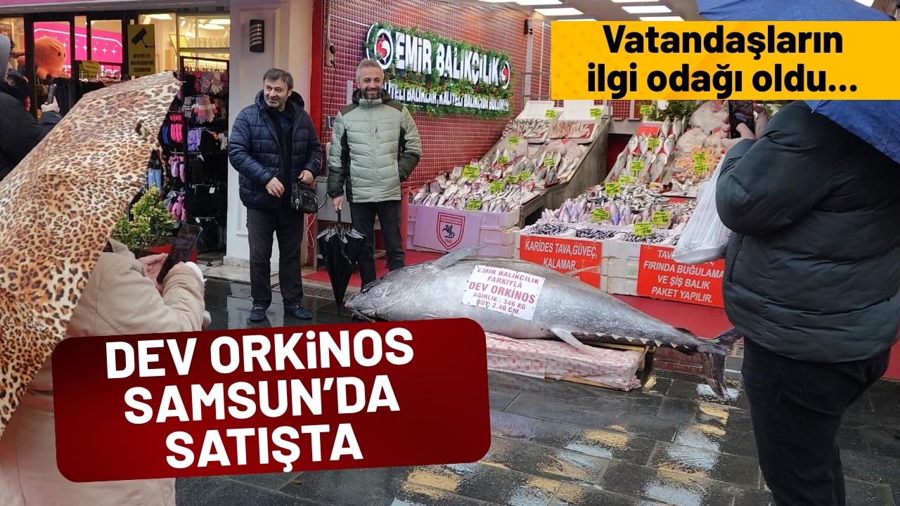 Samsun'da 346 kiloluk dev orkinos satışa çıkarıldı