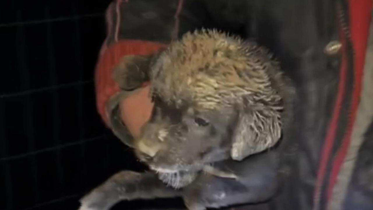 Samsun’da çukura düşen yavru köpeği ekipler kurtardı