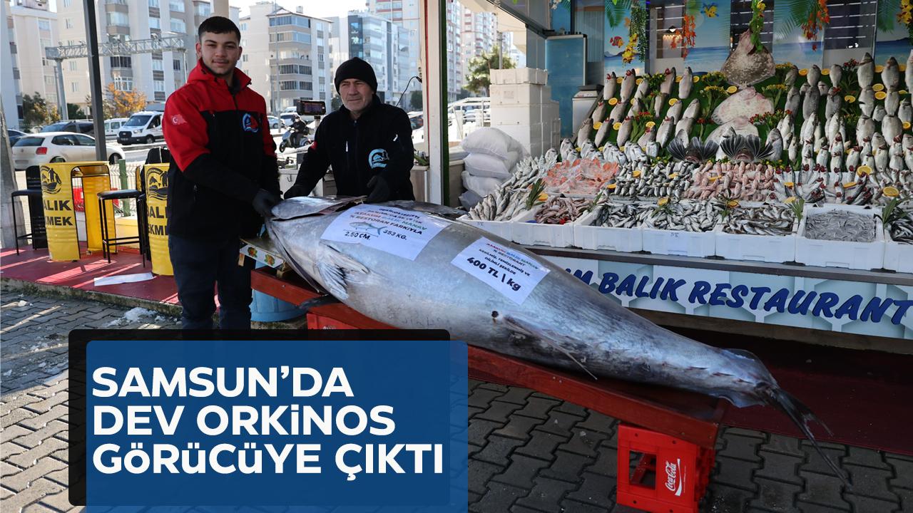 Samsun'da dev orkinos balık tezgahında görücüye çıktı