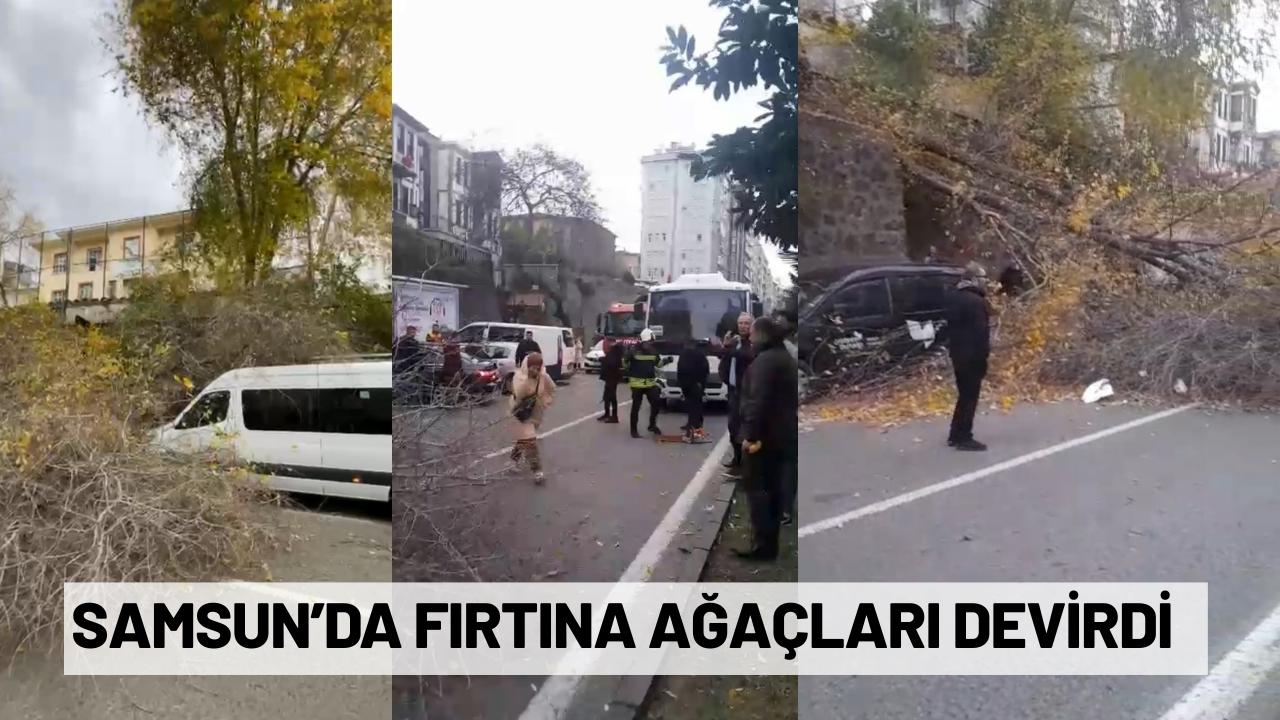 Samsun'da fırtına ağaçları devirdi