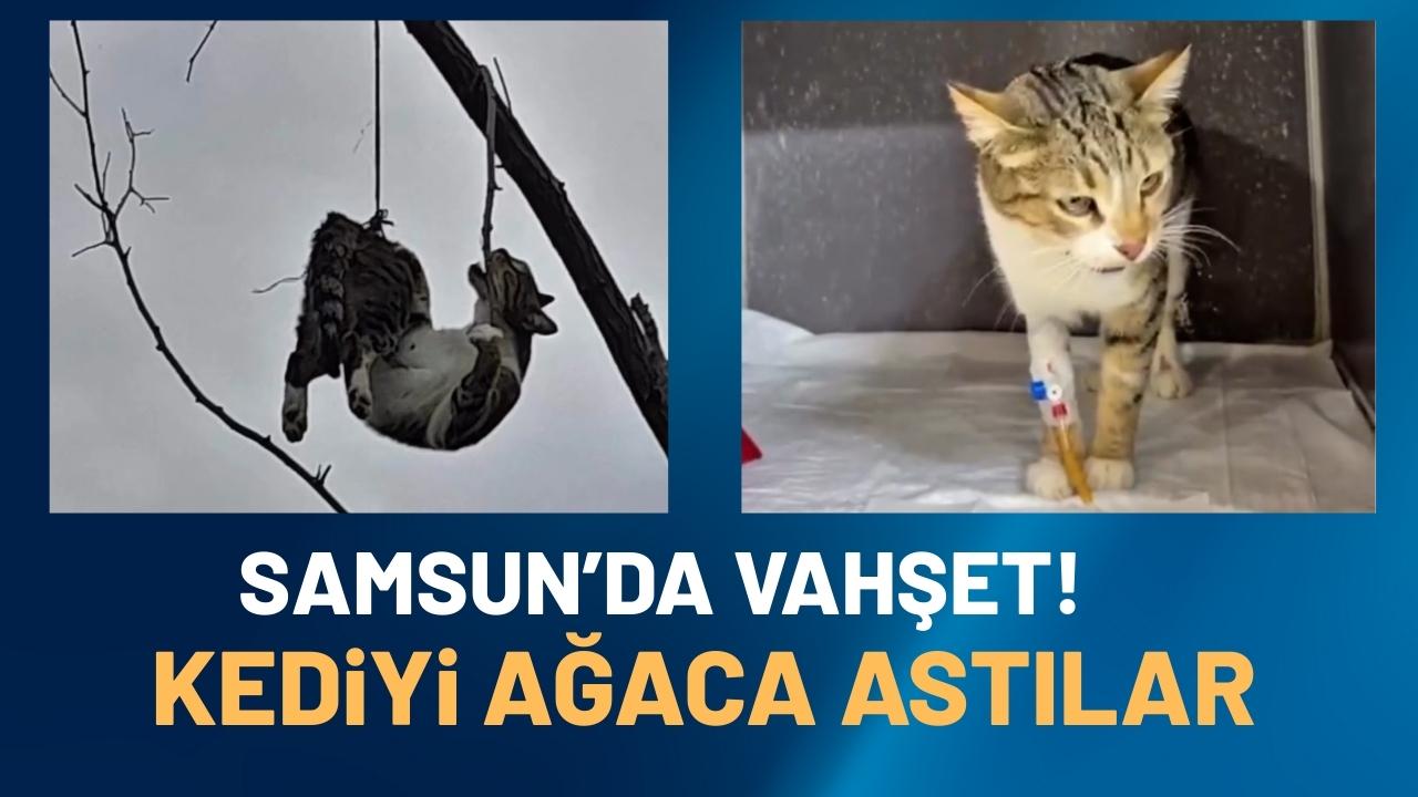 Samsun'da kedi vahşeti! Ağaca asılı halde bulundu