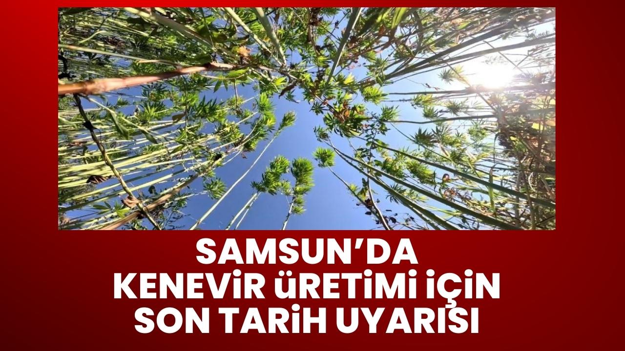 Samsun’da kenevir üretimi için son tarih uyarısı!