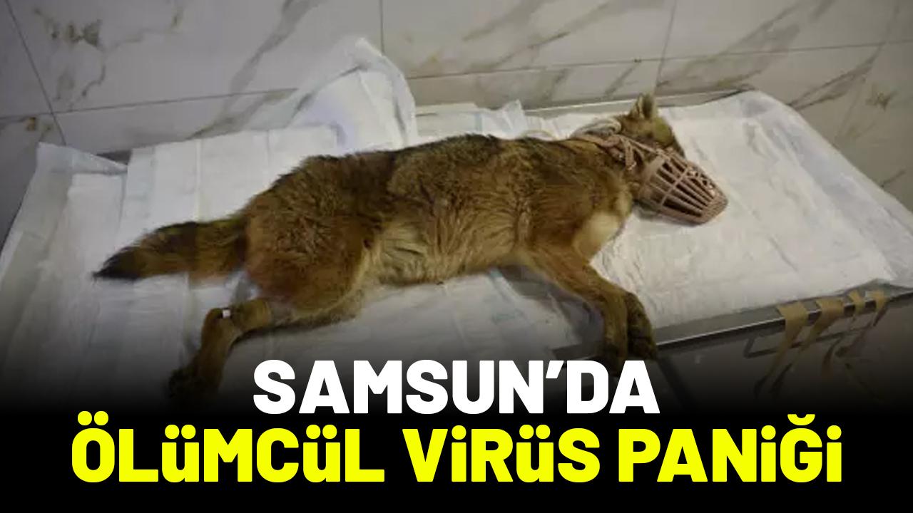 Samsun'da ölümcül virüs paniği