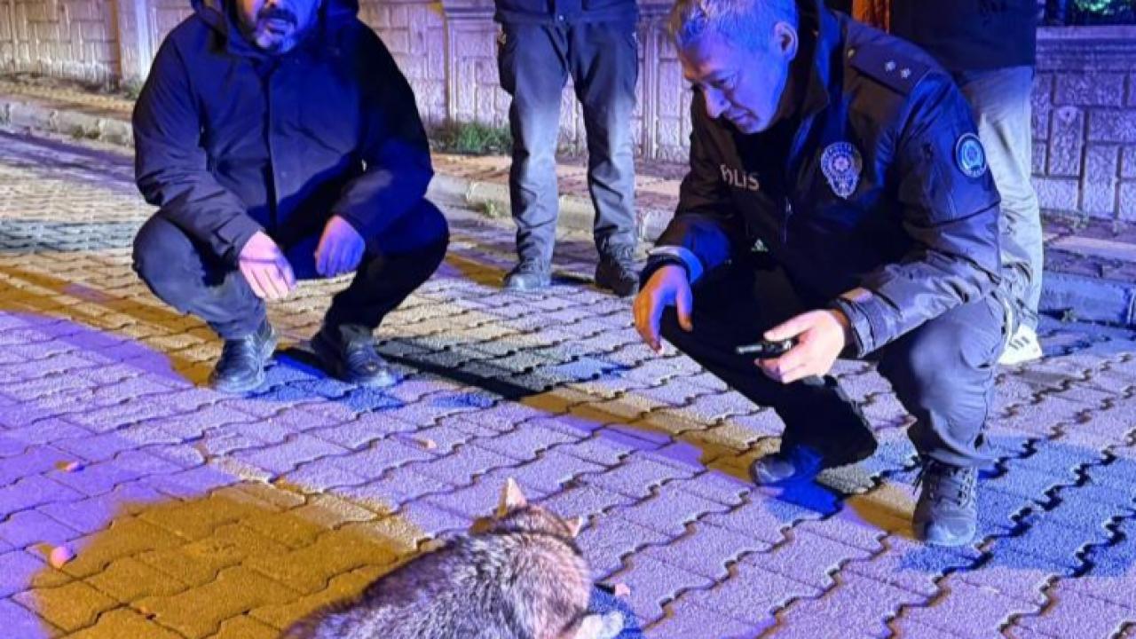 Samsun'da şehre inen çakala polis ekipleri şefkat gösterdi