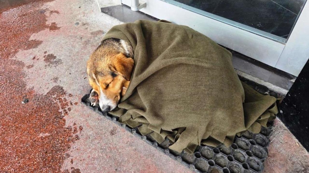 Samsun'da soğuktan titreyen köpeği şalla sardılar