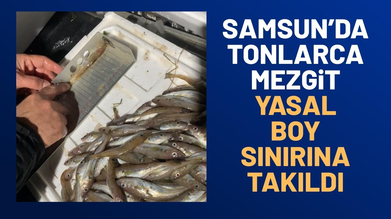 Samsun'da yasal boy sınırının altında 3 ton mezgit ele geçirildi