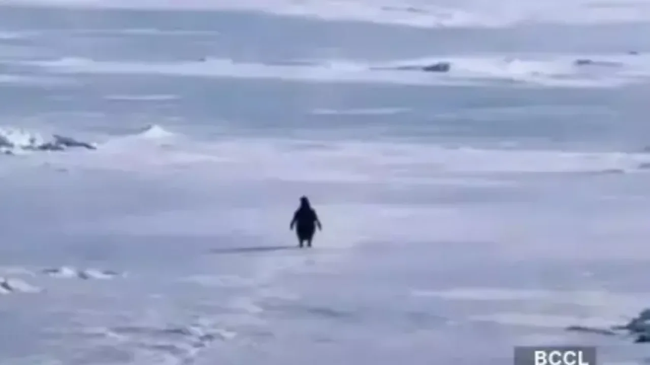 Tek başına giden penguen öldü mü? Penguen neden ayrıldı?