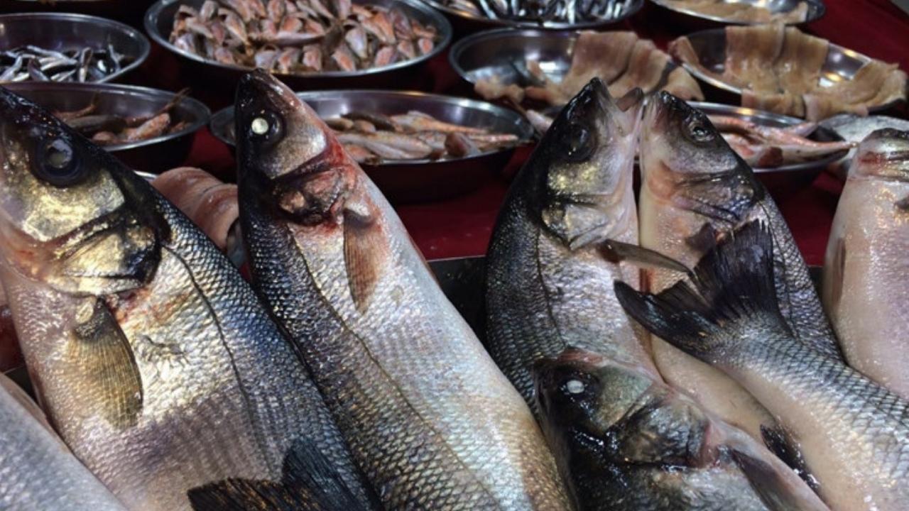 Torik Balığı nedir?