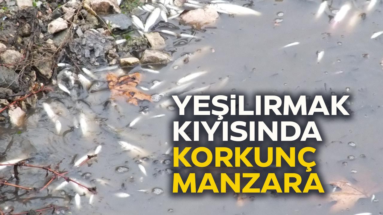 Yeşilırmak'ta çok sayıda balık kıyıya vurdu