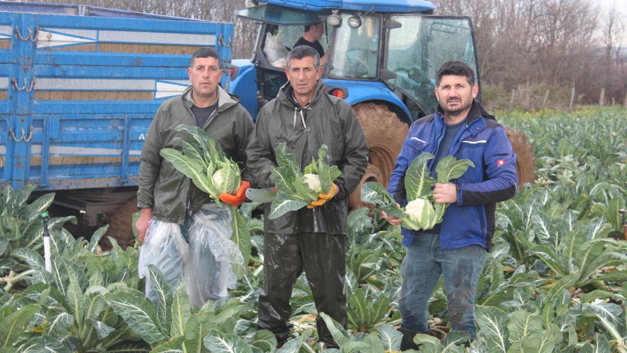 Bafra Ovası’nda karnabahar hasadı
