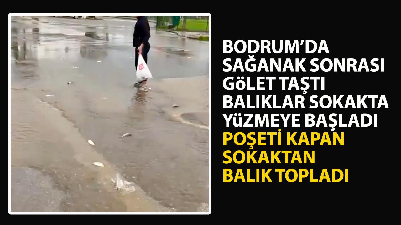 Bodrum'da sağanak sonrası balıklar asfaltta yüzdü! Poşeti kapan balıkları topladı