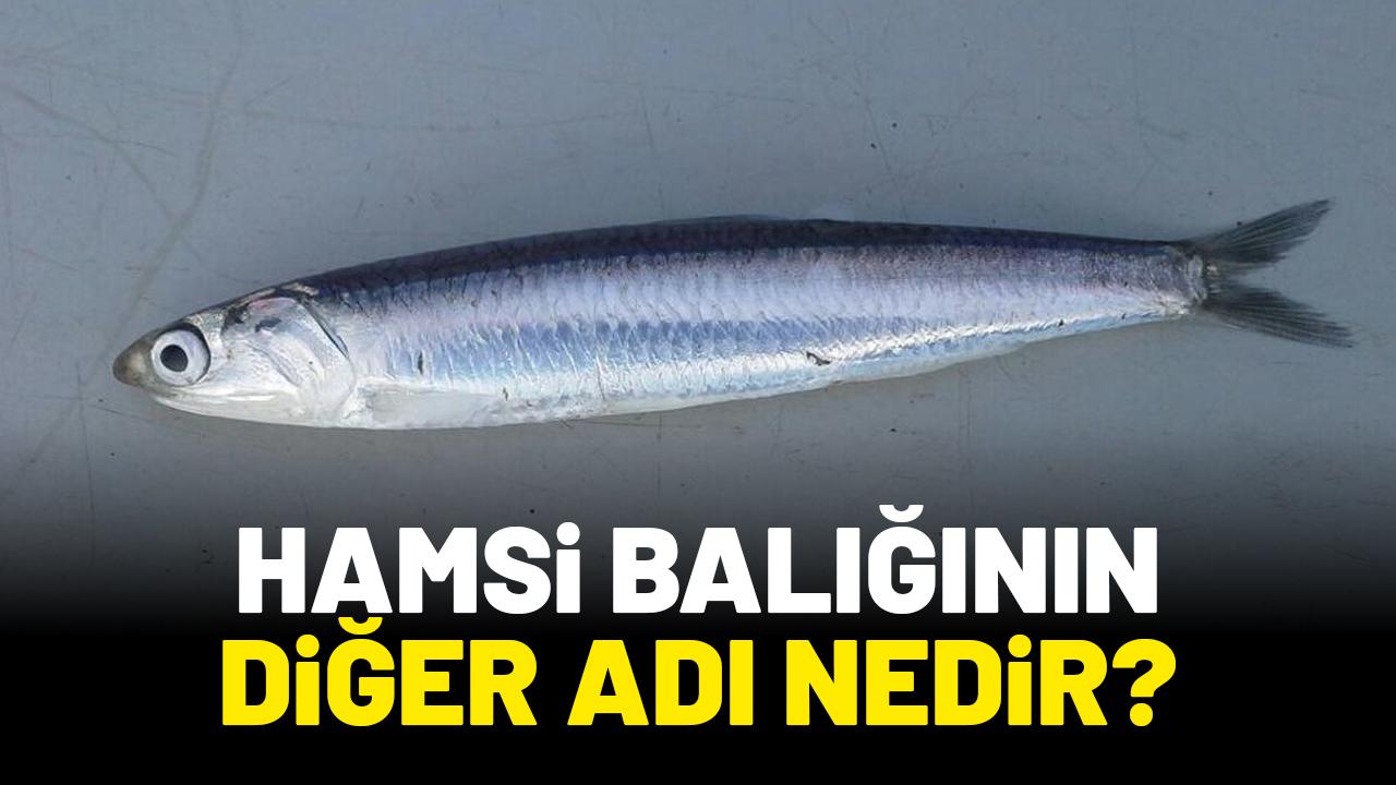 Hamsi balığının diğer adı nedir?