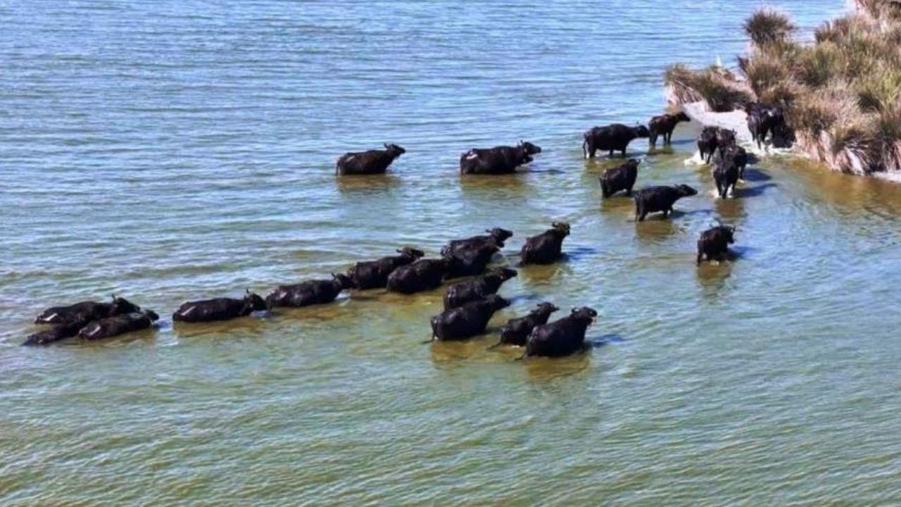 Hayvancılıkta Samsun farkı: 19 bin 495 manda ile ilk sırada