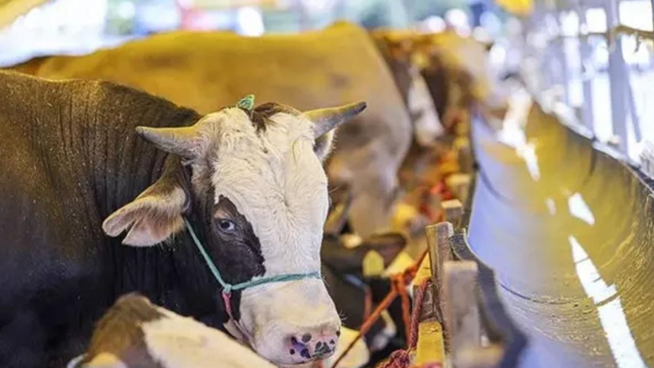 Kurban Bayramı ne zaman? Kurban Bayramı tatili 9 gün mü?