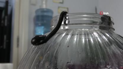 Mezbaha kanıyla besleniyor, birçok hastalığa şifa oluyorlar