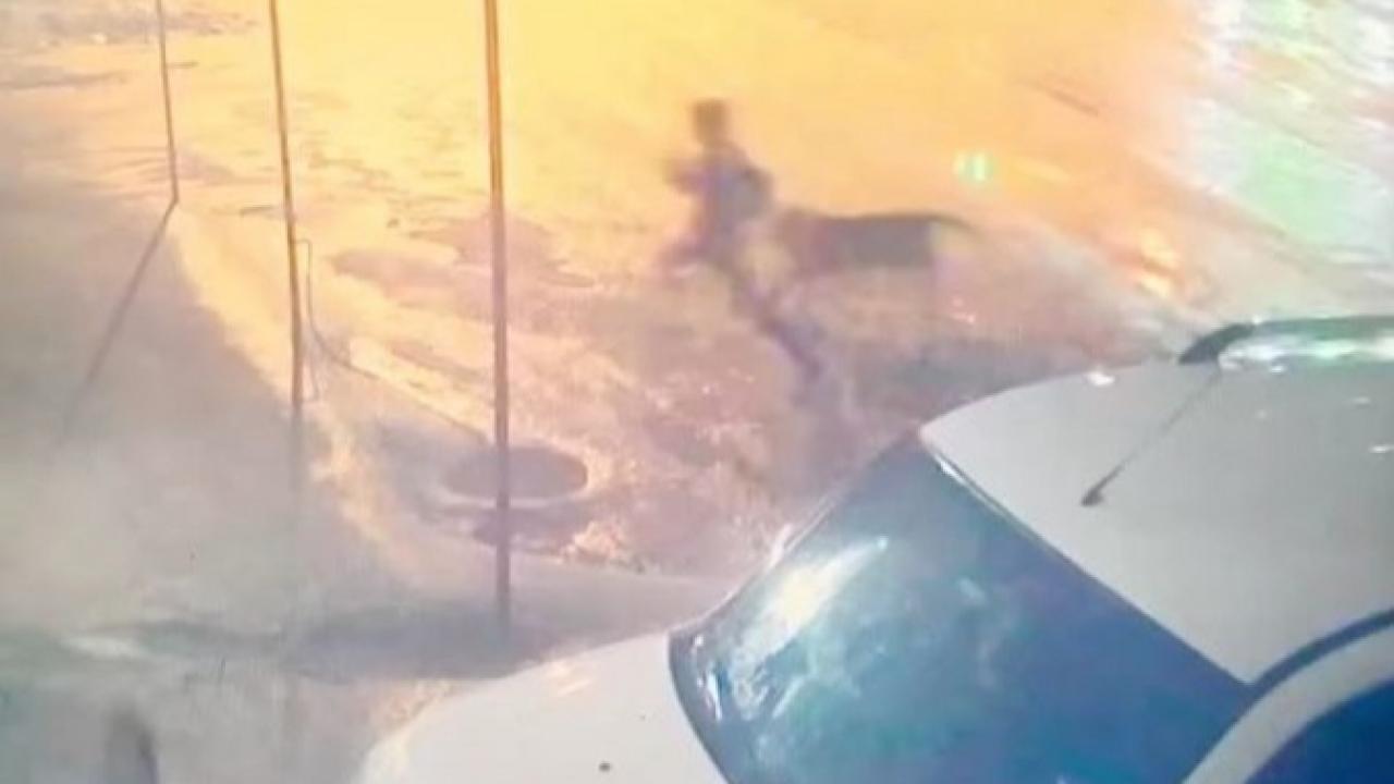 Sahipsiz köpekler 10 yaşındaki çocuğa saldırdı