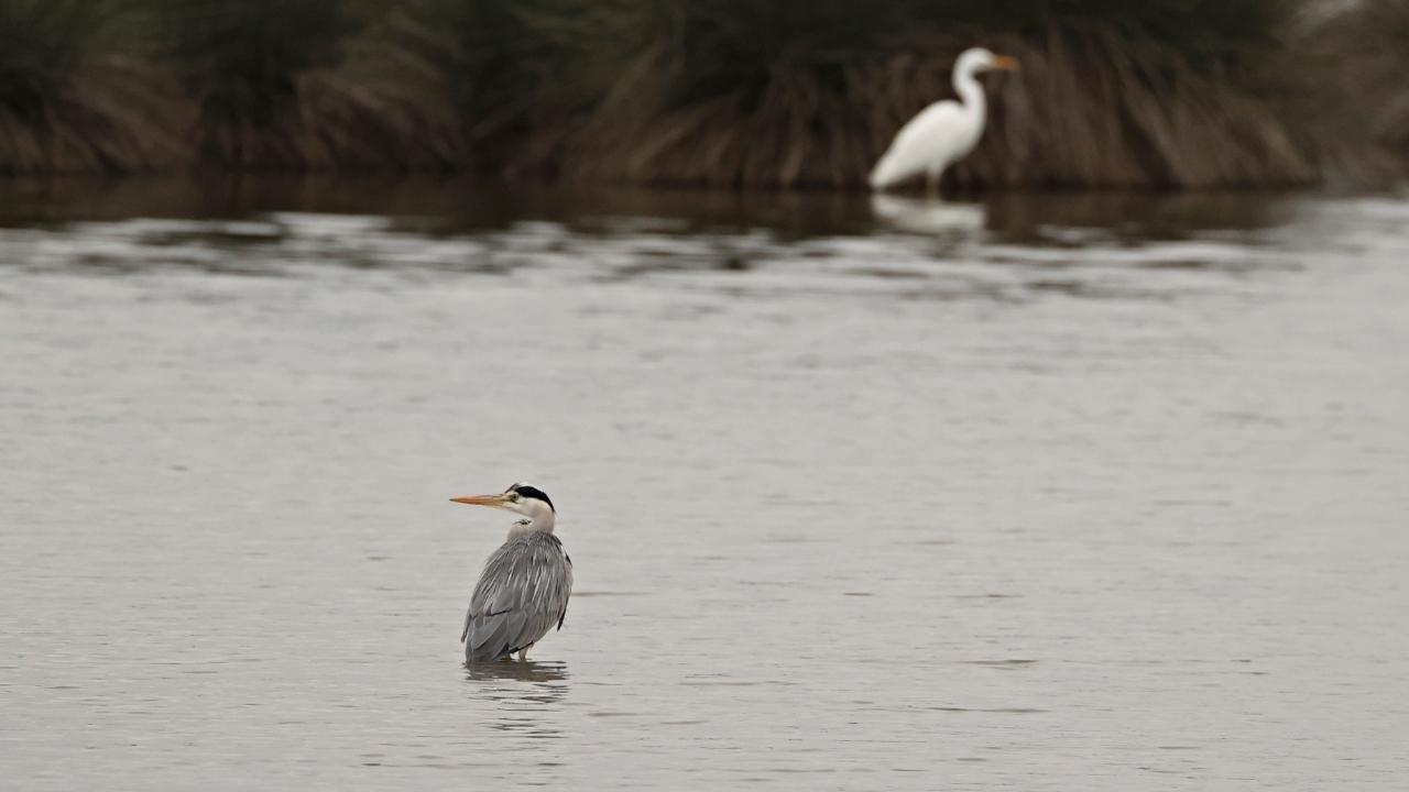 Samsun Kızılırmak Deltası zengin biyoçeşitliliği ile farklı türlere ev sahipliği yapıyor