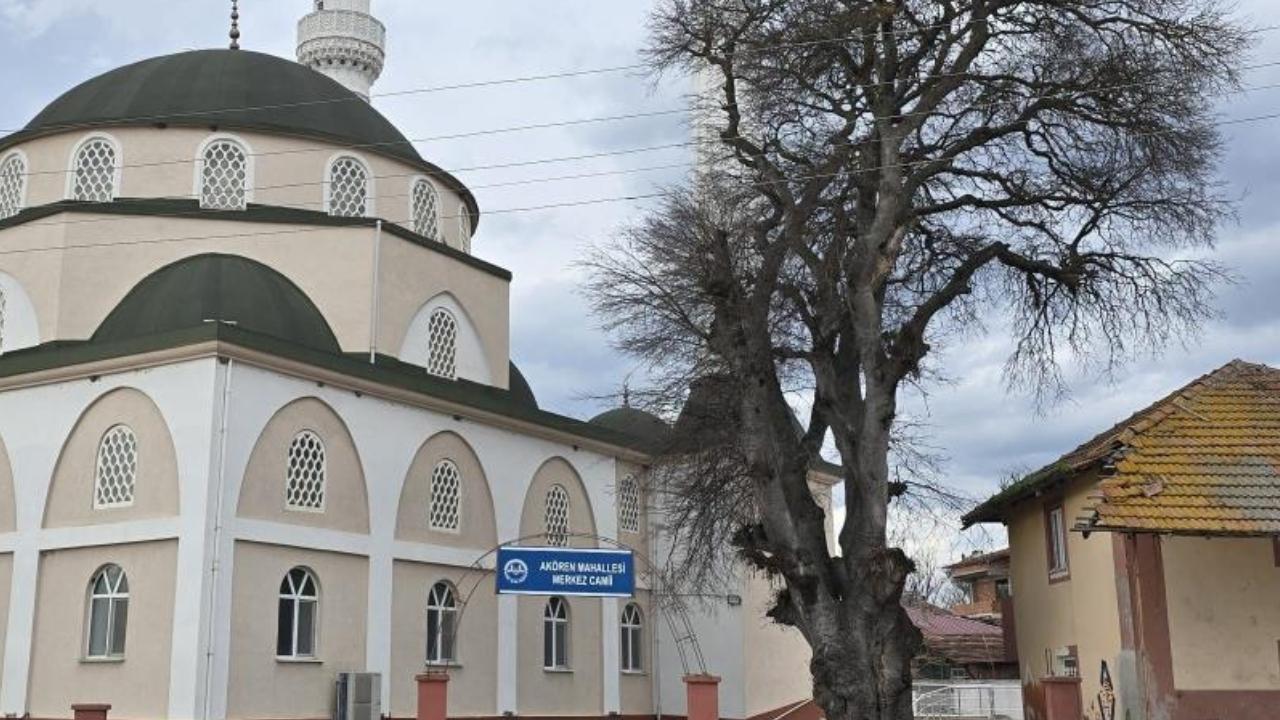 Samsun'da asırlık çitlembik ağacı için mahalleliden koruma çağrısı