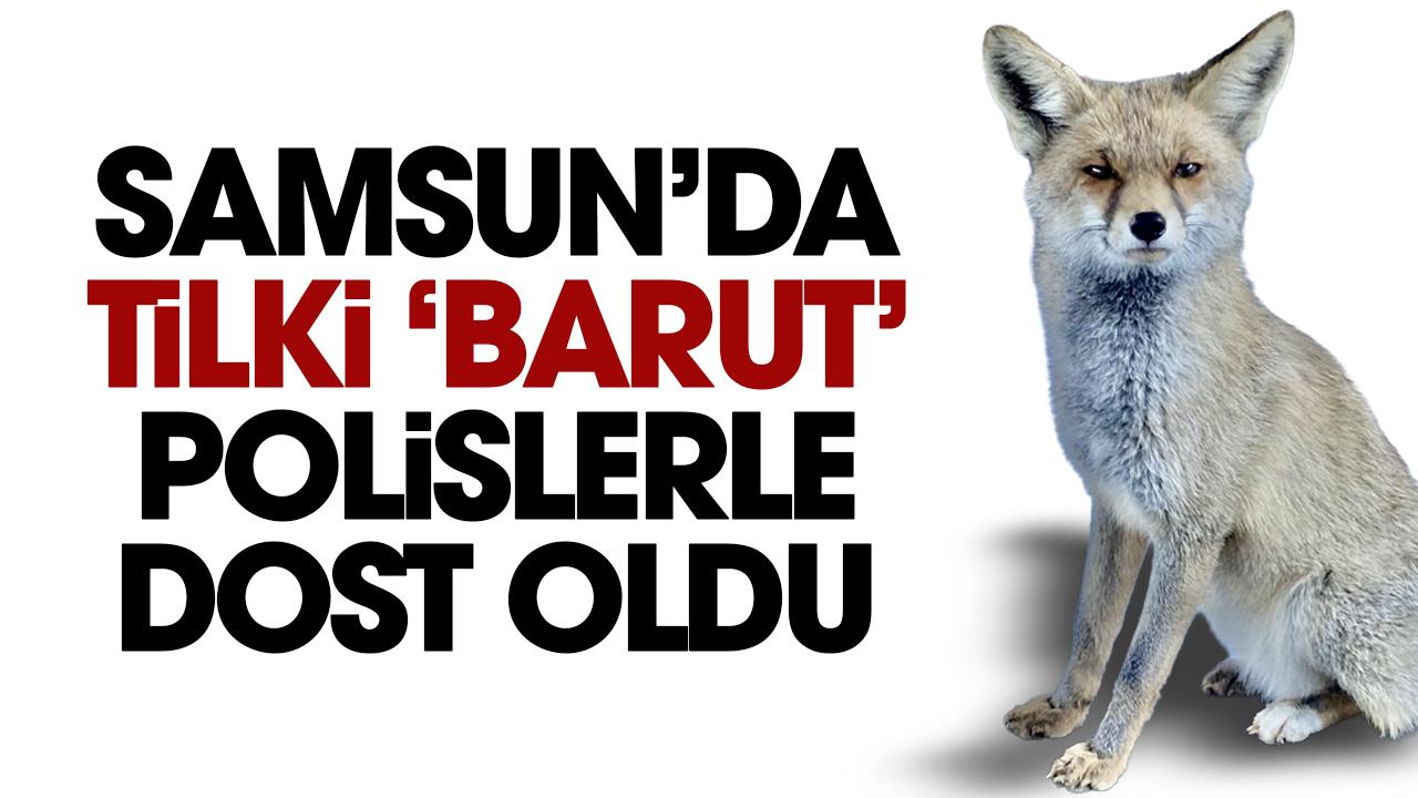 Samsun'da atış poligonuna gelen tilki 'Barut' polislerle dost oldu