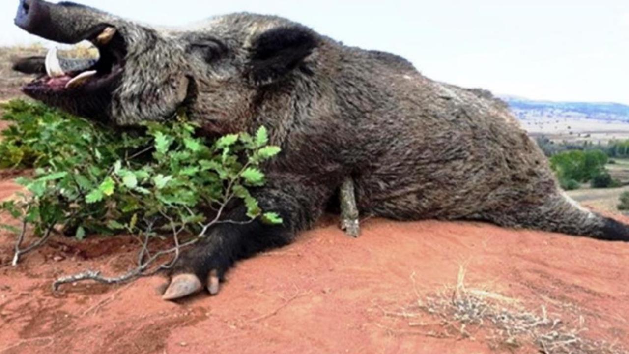 Samsun’da avlanma pulundan 5 milyon TL gelir