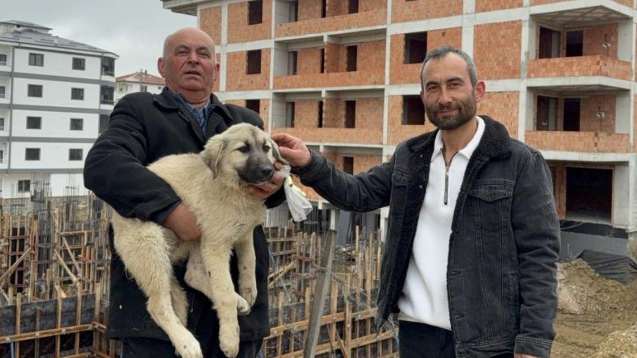 Samsun'da baba oğul çatıda ölümün eşiğindeki yavru köpeği kurtardı