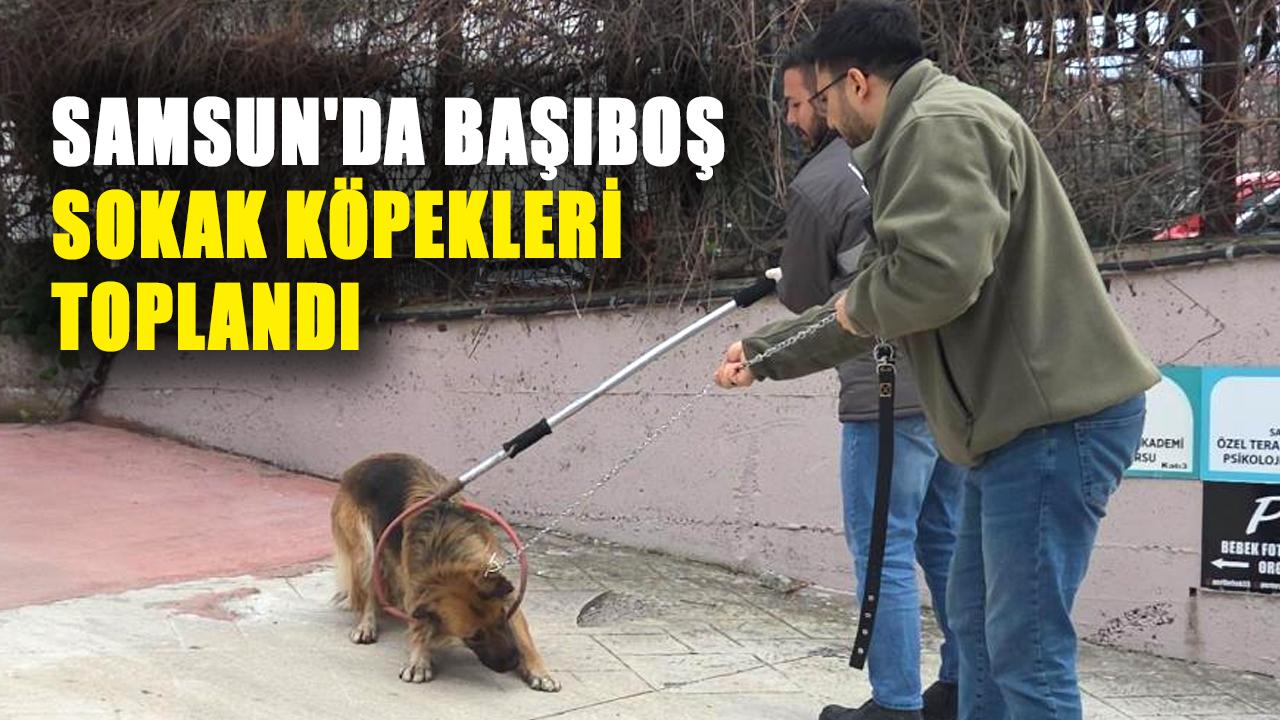 Samsun'da başıboş sokak köpekleri toplandı
