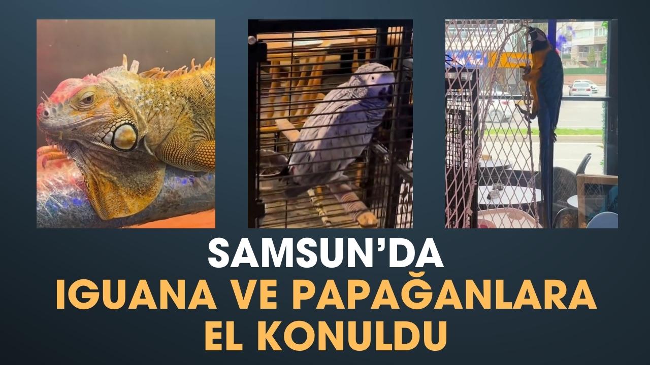 Samsun'da belge ve izinleri olmayan 1 iguana ile 2 papağana el konuldu